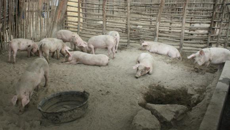 Lo asesinaron y arrojaron el cuerpo a los chanchos para que se lo coman