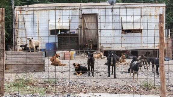 El Municipio bajará los impuestos a los vecinos que adopten perros