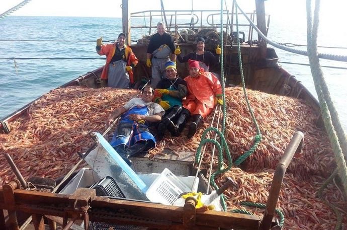 Estudian la población del langostino en el golfo San Matías
