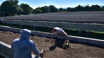 Preparación de la tierra en cajones de cemento para la plantación. Foto: El País