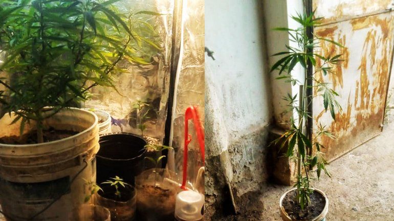 Allanaron una casa por un robo y encontraron una plantación de marihuana