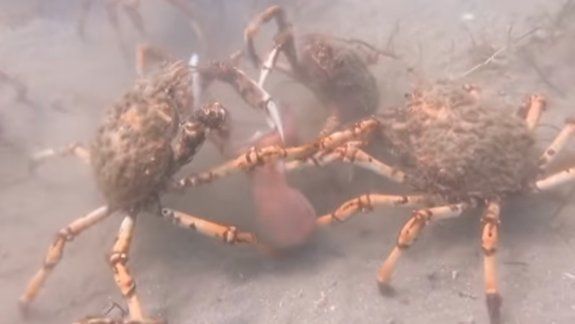Cangrejos araña atacaron y mataron a un pulpo