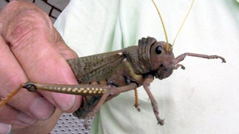 Alerta por plaga de un insecto caníbal