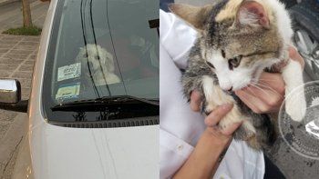 dejaron a sus mascotas encerradas en sus autos con 35°c