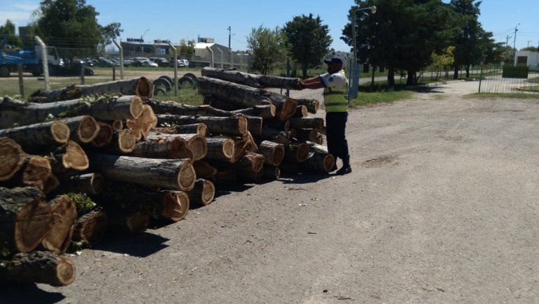 Lo atraparon transportando 8 toneladas de madera de manera irregular