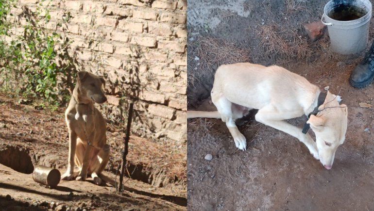 Catriel: rescataron a un perro que era maltratado por sus dueños