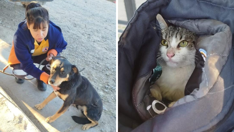 Dos perros y un gato fueron rescatados tras un allanamiento sobre avenida La Plata en Cipolletti.
