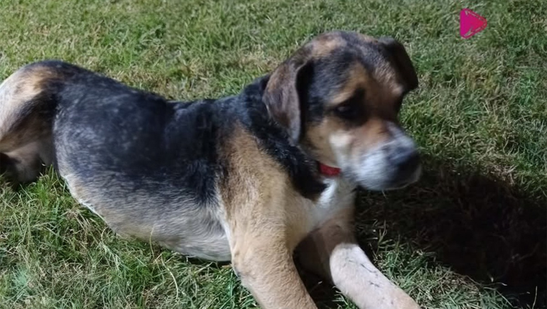 Murió Pancho y un pueblo está de luto por su querido perro callejero: tenía una maravillosa historia