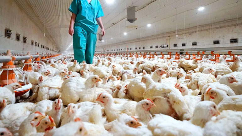 Las consecuencias de la gripe aviar se hacen sentir en la región