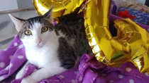 luigi, el gatito que supero el coronavirus tras 84 inyecciones