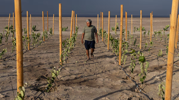 Celestino Cruz supervisa el sistema de riego por goteo en su viñedo ubicado en La Guaica. Foto: El País | LMCipolletti.com Celestino Cruz supervisa el sistema de riego por goteo en su viñedo ubicado en La Guaica. Foto: El País