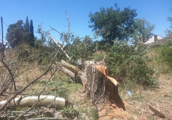 Denuncian tala de árboles en Oro