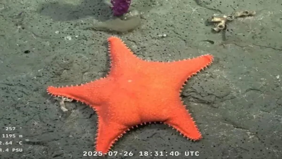La estrella culona y batatita: los hallazgos en el fondo del mar argentino que se volvieron virales