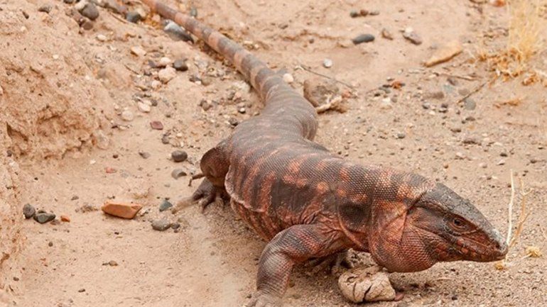 Alertan sobre la presencia de una especie protegida en el Alto Valle