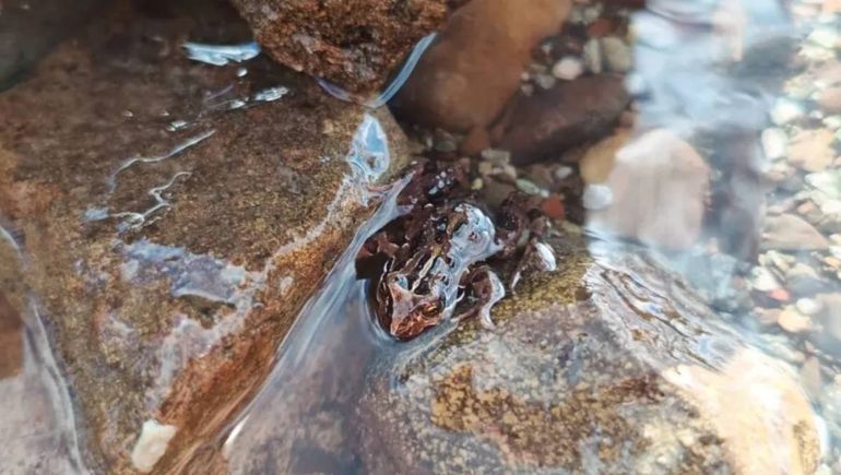 Sorpresa en Bariloche: una pareja encontró un curioso sapito de cuatro ojos