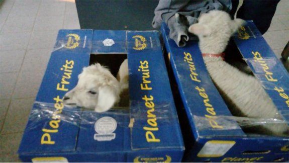 Decomisaron corderos vivos en cajas de bananas 