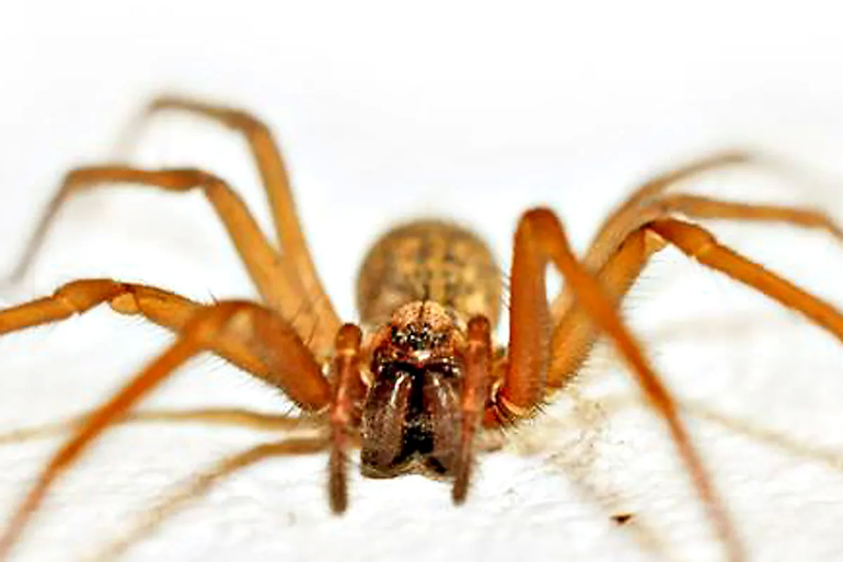 Alertan en Río Negro por la peligrosidad de la araña de rincón