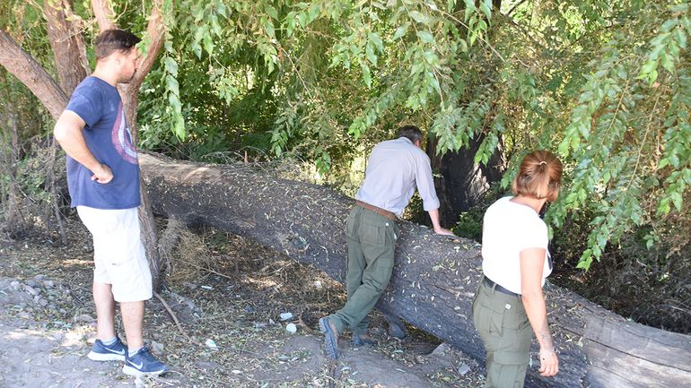 ¿Dónde está el puma? Pondrán una trampa para atraparlo en Península Hiroki