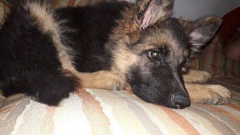 los motochorros ahora tambien roban cachorritos los motochorros ahora tambien roban cachorritos