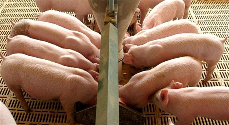 Nuevo rechazo de Río Negro al ingreso de carne y embutidos de cerdo