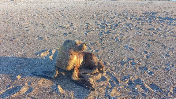Lobo marino reconoció a las personas que le curaron una herida