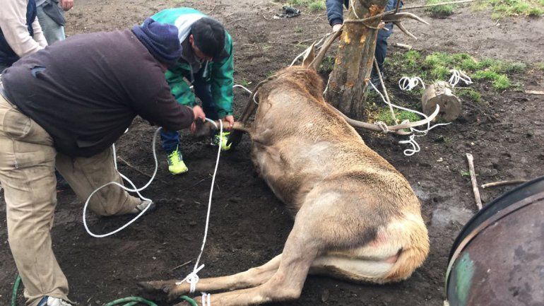 Encontraron un ciervo en su patio, lo ataron y murió