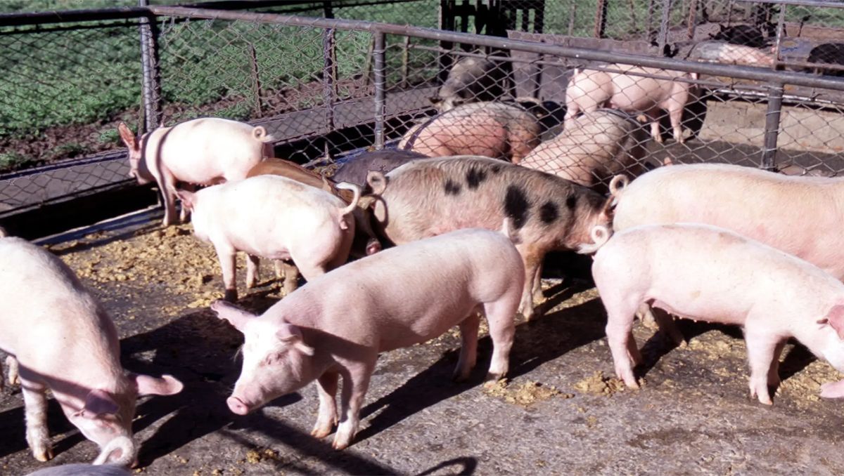 Producción continúa trabajando para mejorar la genética porcina