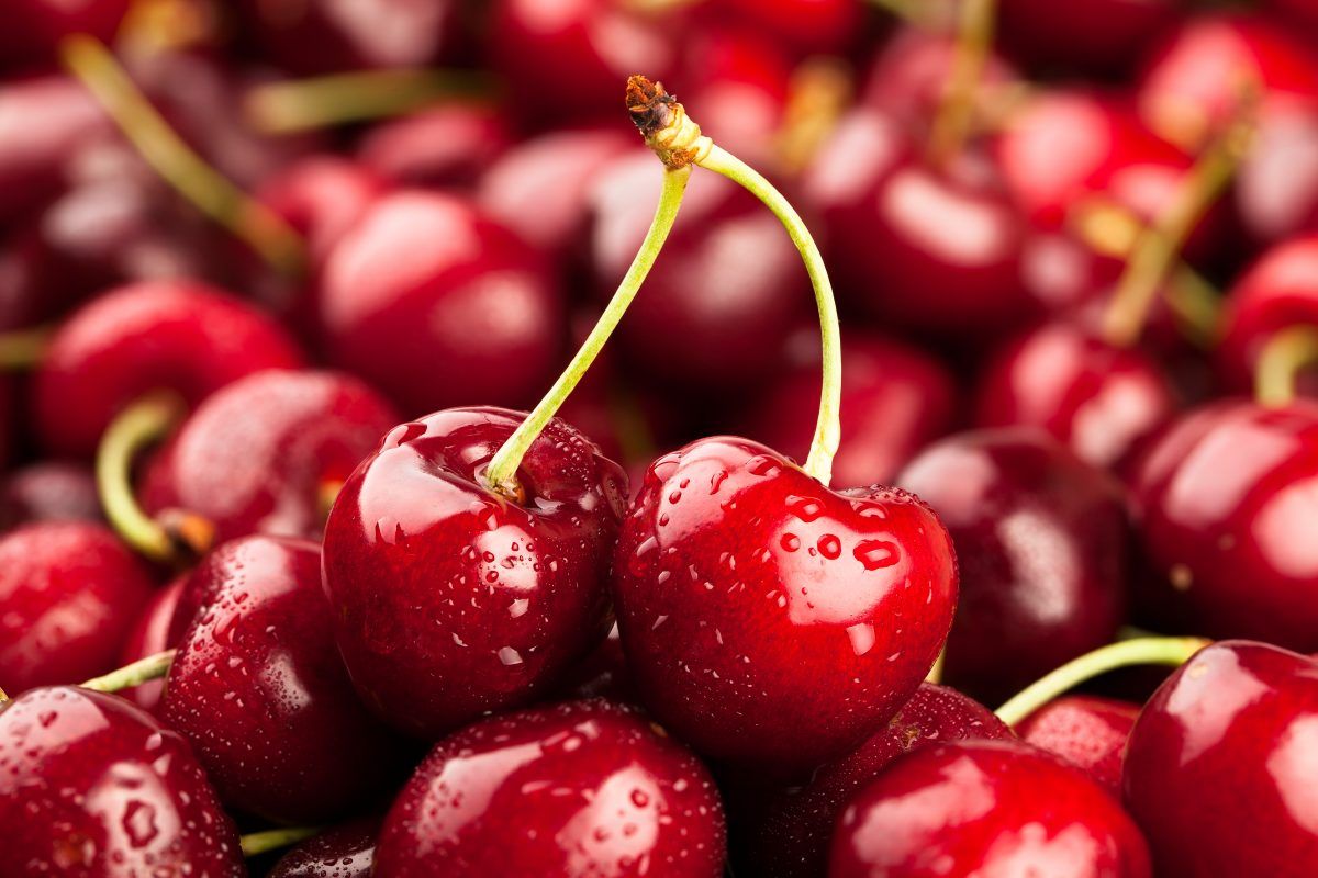 Cerezas: cómo lograr mejores precios en el mercado