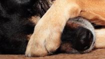 El vecino de Cinco Saltos denunciado deberá garantizar que sus perros no escapen de su casa. 