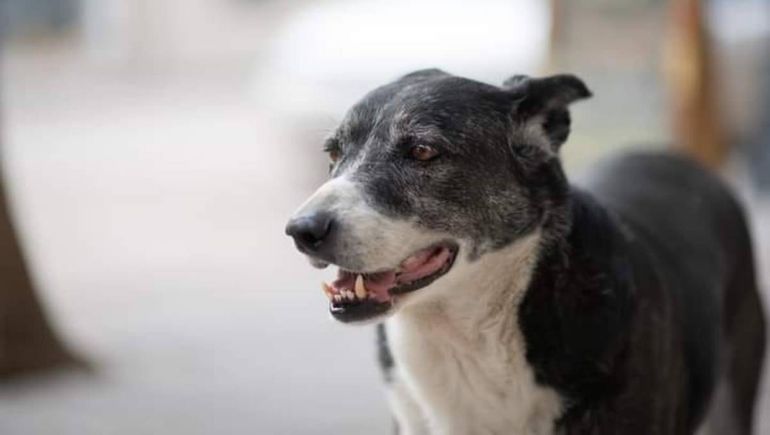 Los vecinos del San Pablo buscan a Jorge, el perro del barrio
