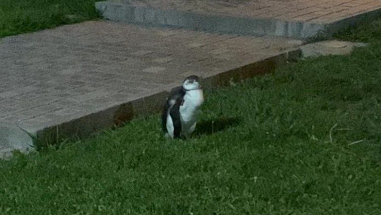 Visita inesperada: encontraron a un pingüino paseando por un barrio de Viedma