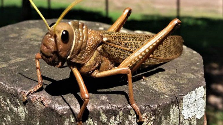 Tucura sapo: qué son los insectos caníbales plaga en la Patagonia