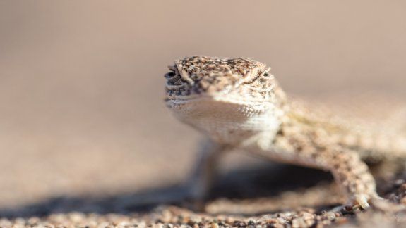 Cipoleña del Conicet advierte sobre el riesgo de extinción de una lagartija