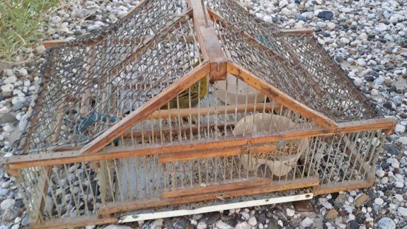 Dos detenidos en la costa rionegrina por traficar cardenales amarillos