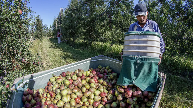 Llegan muchos trabajadores golondrinas a la región en esta época. Llegan muchos trabajadores golondrinas a la región en esta época.