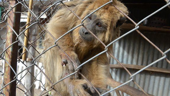 Buscan trasladar 200 animales de un refugio en Neuquén