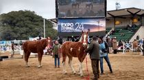 Zampa y Jarilla, los caballos con rulos de Río Negro se presentaron por primera vez en la Exposición Rural de Palermo. 