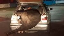 La vaca fue encontrada con el 80% de su cuerpo faenado.&nbsp;