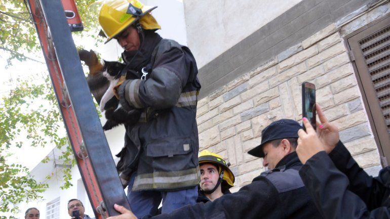 Los Bomberos rescataron una gatita que no podía bajar de un árbol
