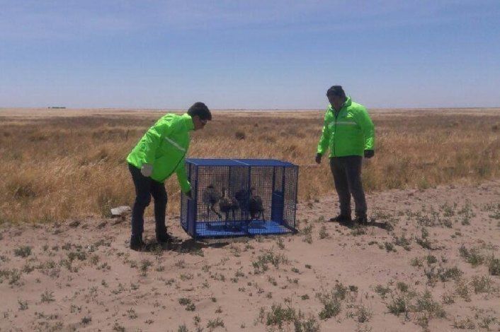 Rescataron a cinco crías de ñandú encerrados en una casa en Viedma