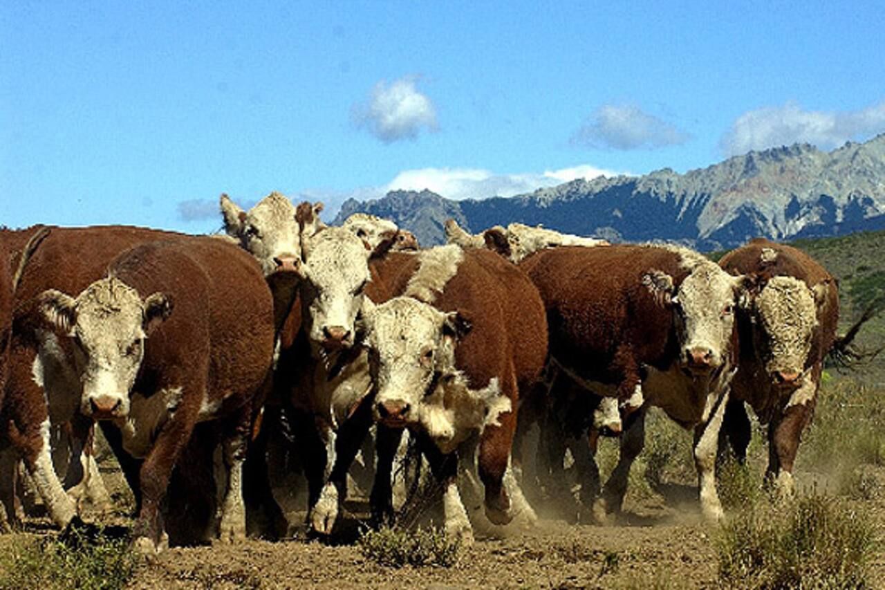 Barrera sanitaria: productores de la Patagonia exigen respuestas