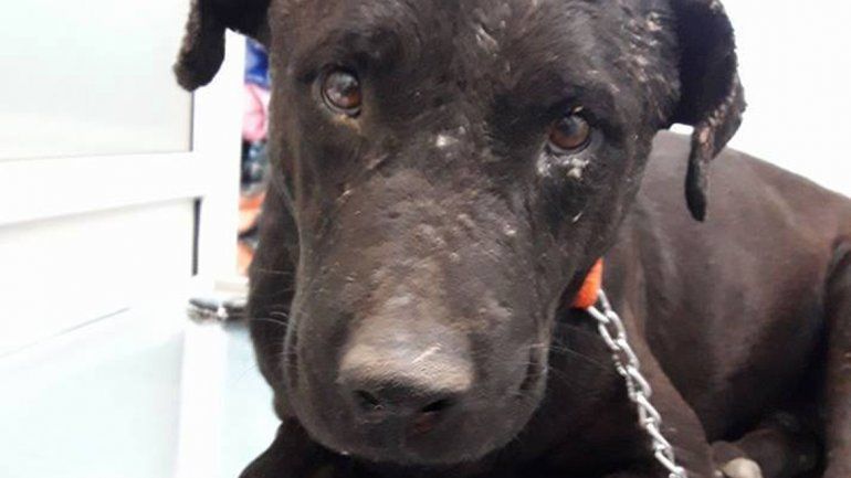 El perro tiene 5 años y un cáncer terminal. Lo cuida Laura Fuentes.