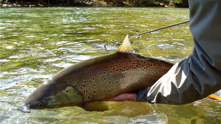 Ya está habilitada la temporada de pesca 2025/26 en Río Negro.