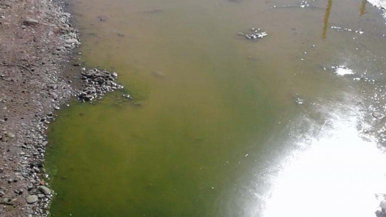 Las aguas se ponen verdosas y son un foco infeccioso.