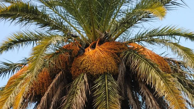 La Justicia de Paz debió intervenir ante el conflicto desatado entre dos vecinas por las hojas de una palmera. 