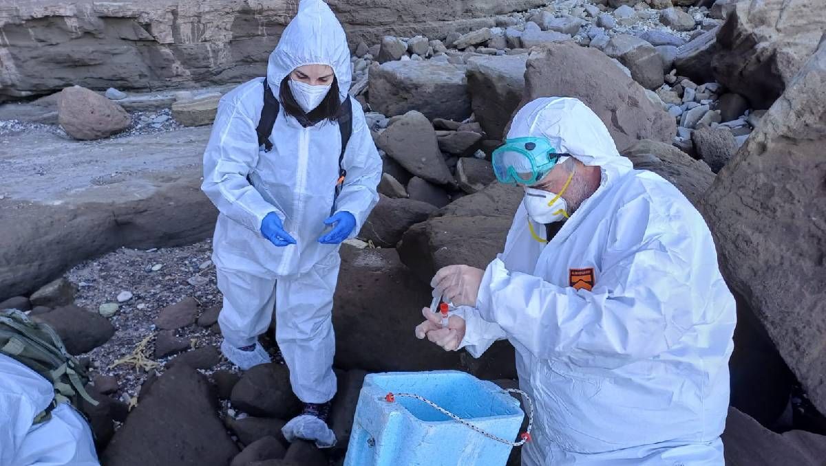 El Senasa investiga los casos de gripe aviar en lobos marinos.