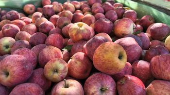 La fruta alcanza valores récord, pero la falta de liquidez y los precios impuestos por grandes firmas dejan al productor sin margen. | LMCipolletti.com La fruta alcanza valores récord, pero la falta de liquidez y los precios impuestos por grandes firmas dejan al productor sin margen.