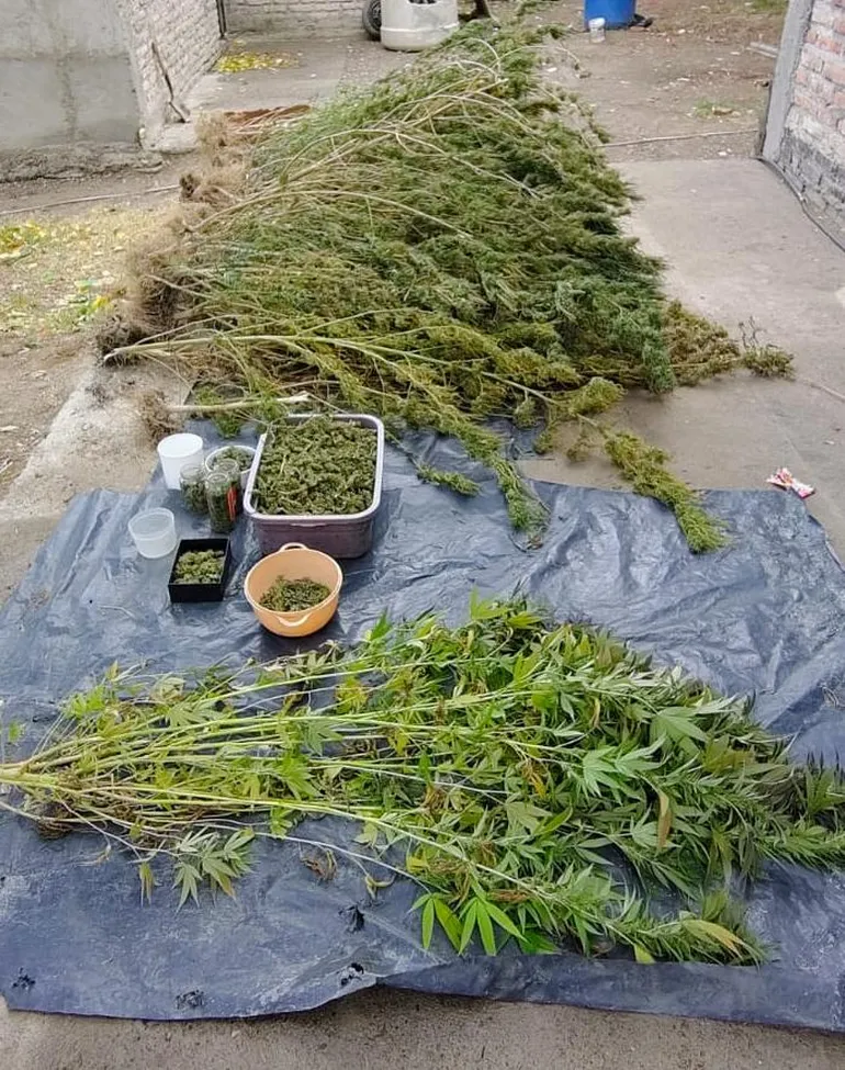 Plantaciones y elementos secuestrados.