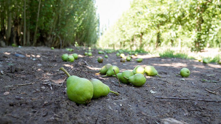 La producción frutícola en el Alto Valle está atravesando uno de sus peores años y todavía no tocó fondo.