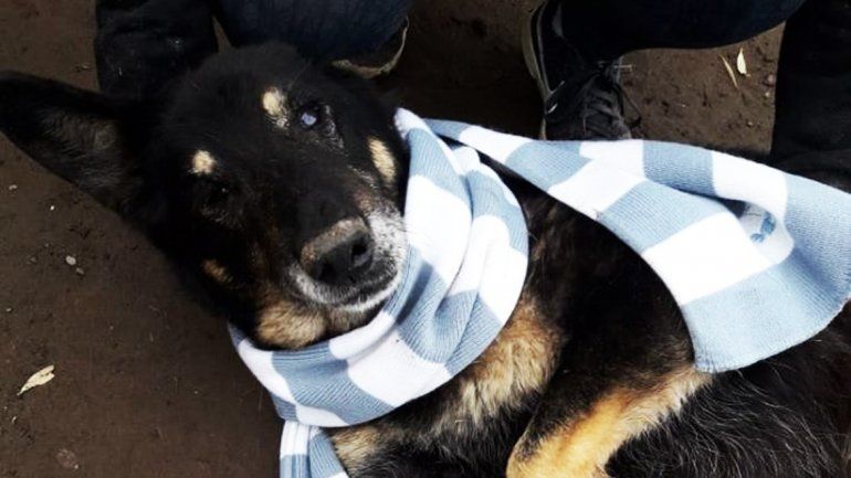 Los perritos de la Isla Jordán recibieron donaciones de abrigos y comida
